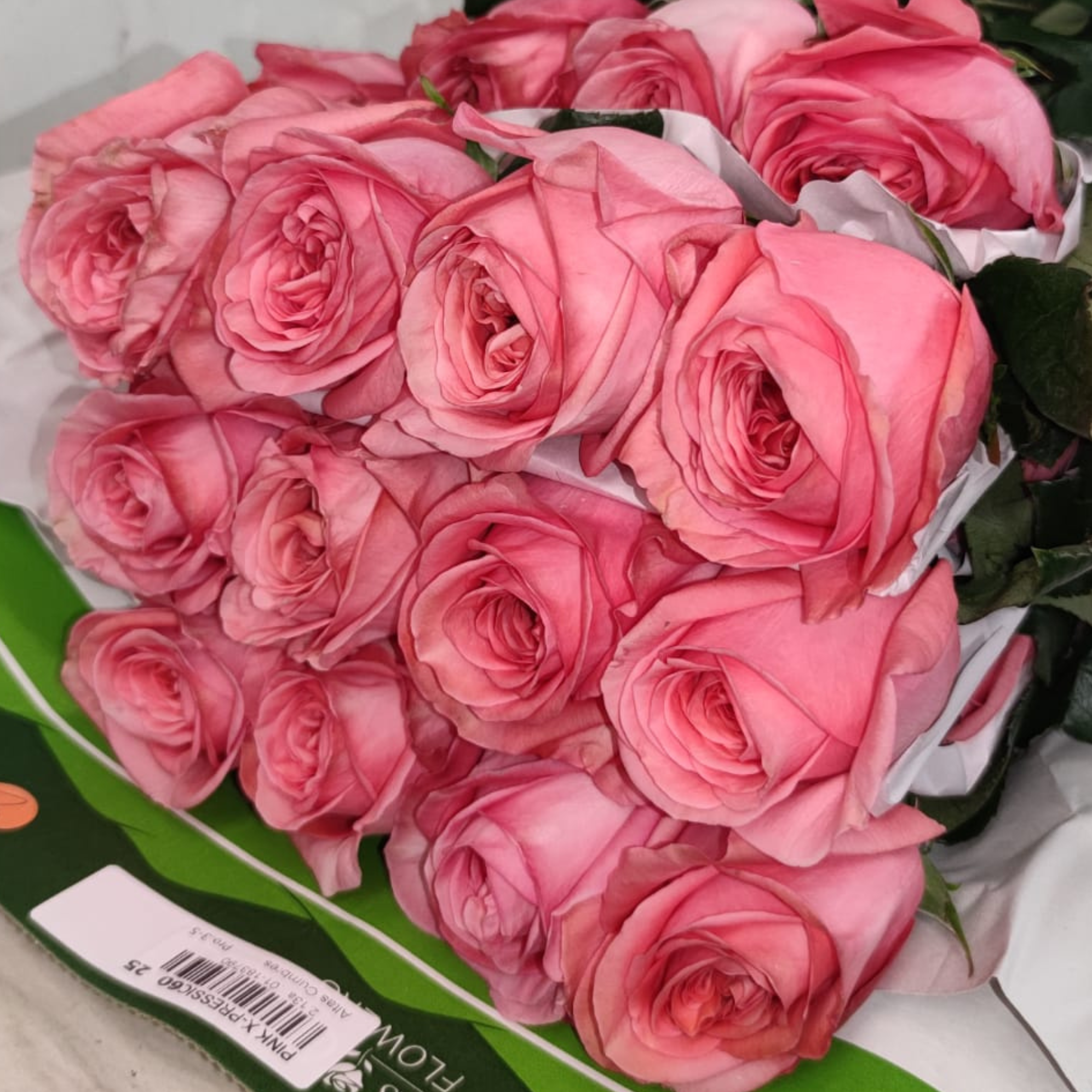 PINK X-PRESSION