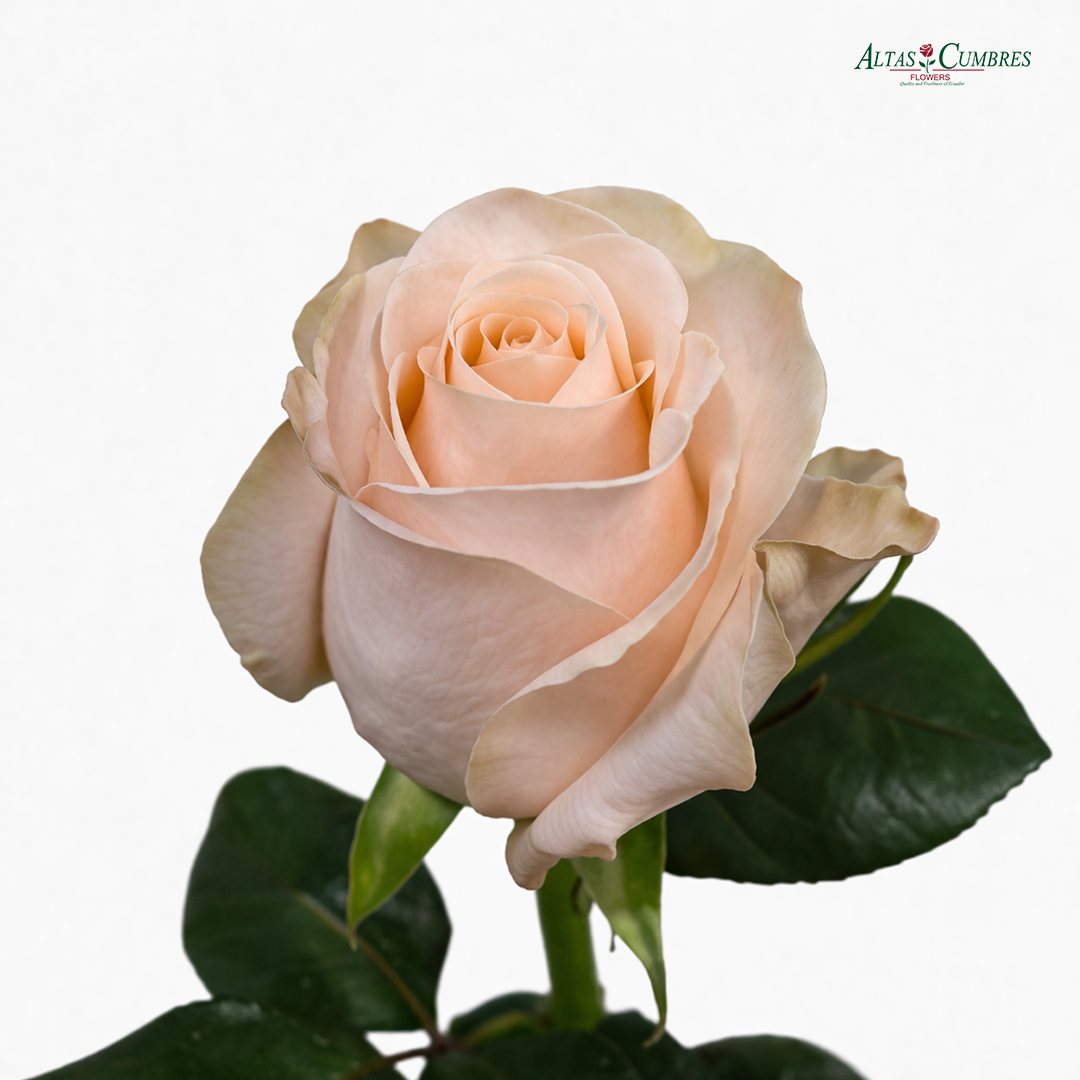 POMAROSA